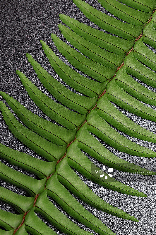 蕨类植物叶子的背面，黑色背景图片素材