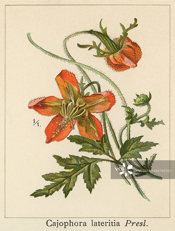 植物学古彩色写真图，槐属，开花植物属，属于槐科图片素材