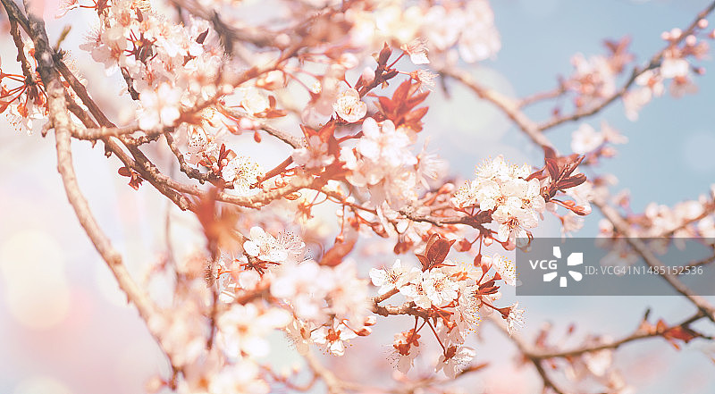 罗马尼亚春天的樱花特写图片素材