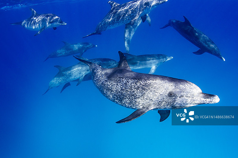 大西洋斑点海豚图片素材