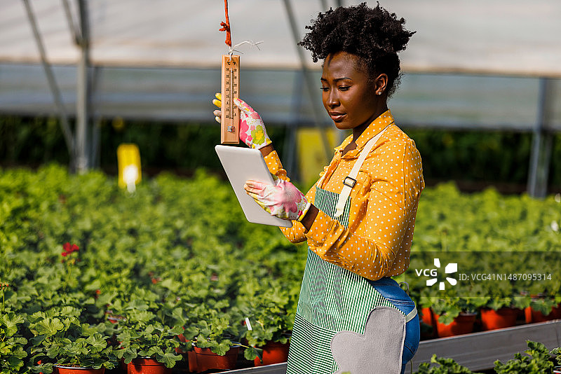 一位年轻的非洲女花商正在检查温室里的温度。图片素材