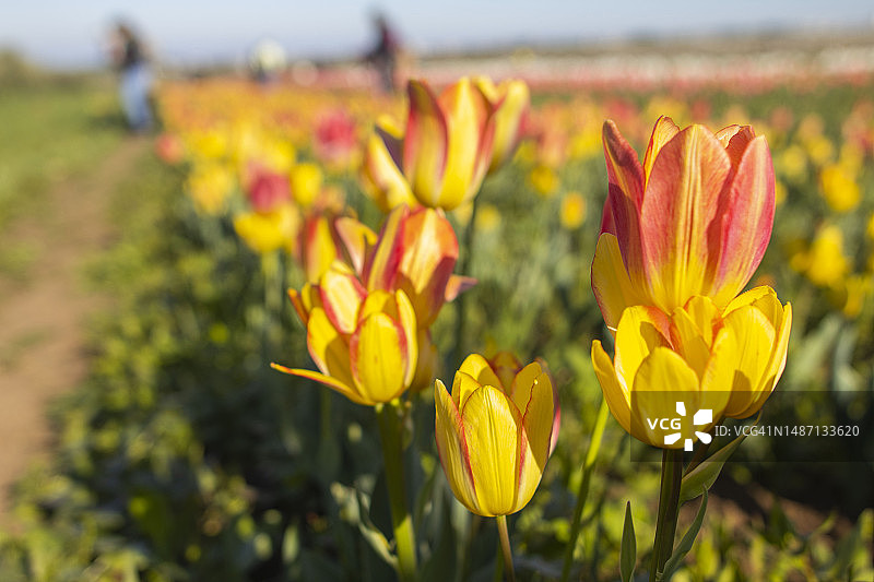 意大利阿布鲁佐基耶蒂省黄色开花植物的田野特写图片素材