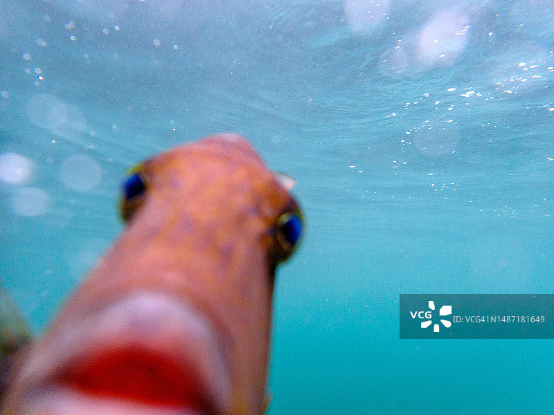 加勒比海岛国格林纳达的水下海洋生物图片素材