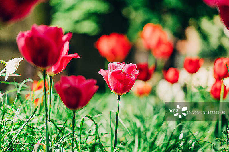 花地里的红色郁金香。春园背景图片素材