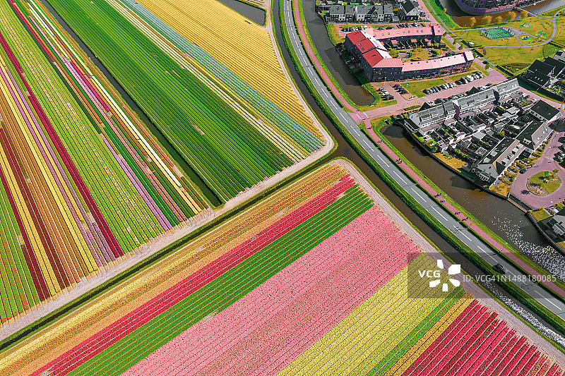 由无人机拍摄的由一排排彩色郁金香形成的雄伟图案与北荷兰的住宅区形成对比。荷兰。图片素材