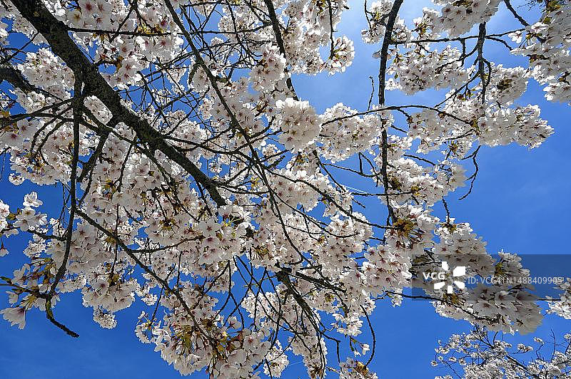 杏花，杏树(Prunus dulcis)在圣芒广场，肯普滕，阿尔加乌，巴伐利亚，德国图片素材