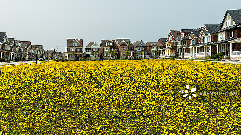 蒲公英侵扰——这种开黄色花的杂草正在占领草坪图片素材