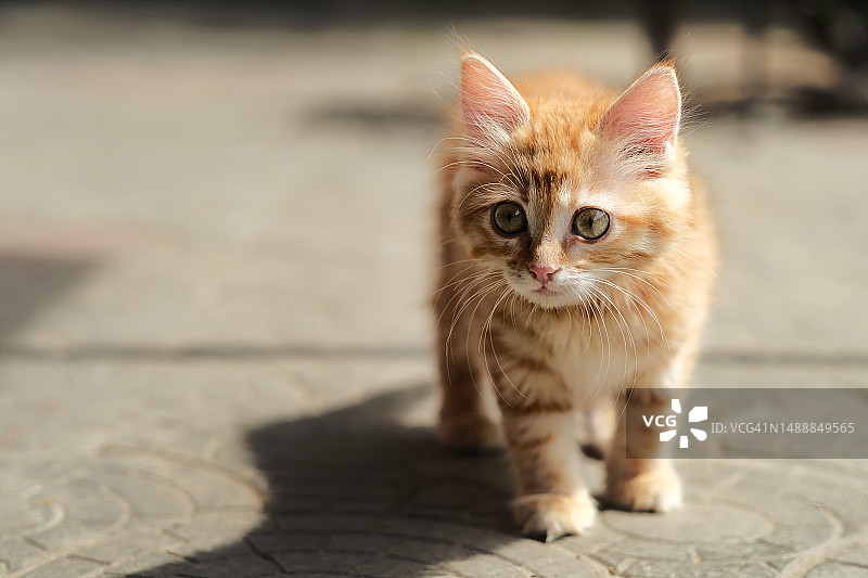 小红猫站在街上图片素材