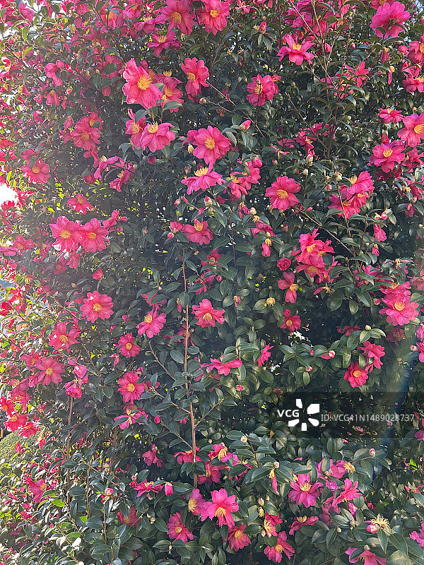 山茶花上的粉红色花朵图片素材