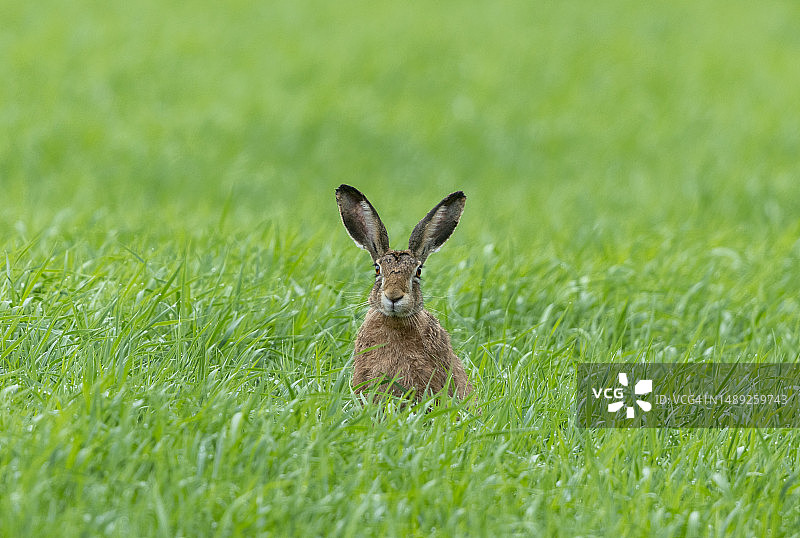 欧洲兔(Lepus europaeus)图片素材