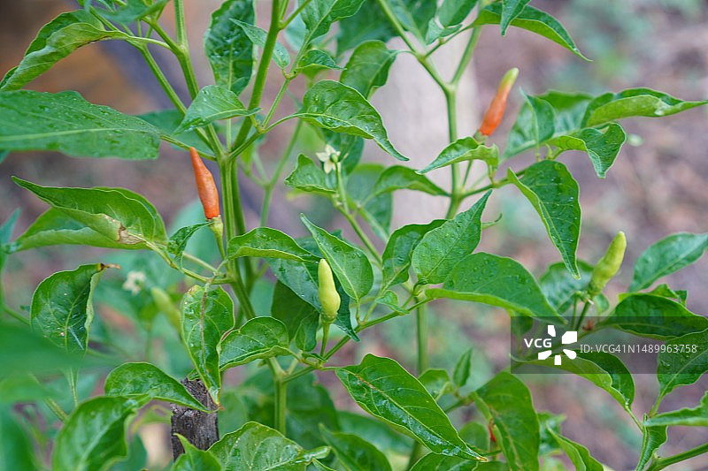 绿色的泰国辣椒，盛开在花园里的自然背景，辣椒图片素材