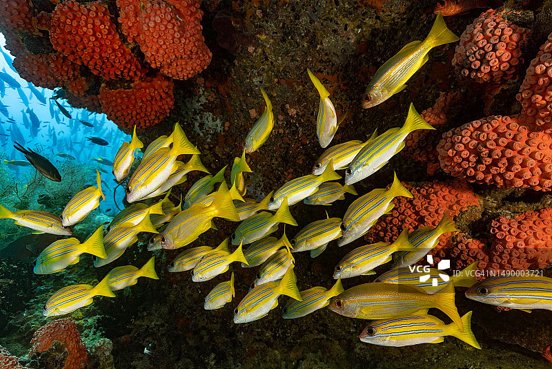 印度尼西亚特里同湾橙杯珊瑚下的普通蓝刺鲷学校图片素材