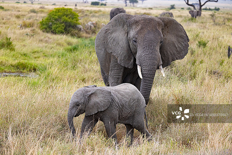 坦桑尼亚，非洲象妈妈和小象在野外吃草图片素材