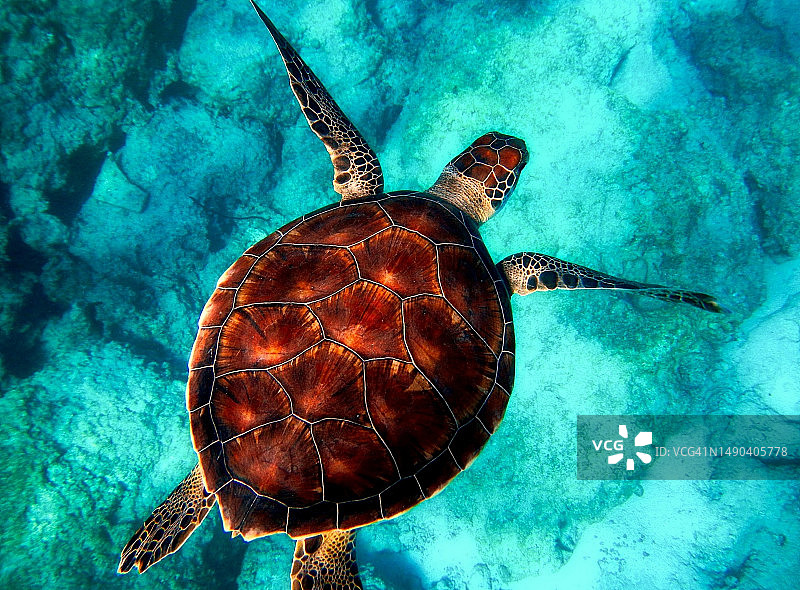 海绿玳瑁海龟在海中游泳的高角度视角图片素材