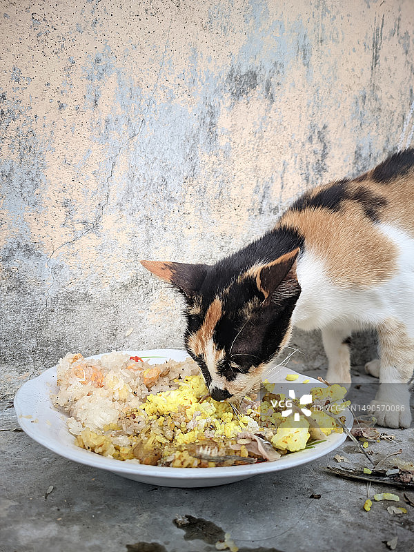 一只三色的宠物猫正在吃主人给它的剩饭图片素材