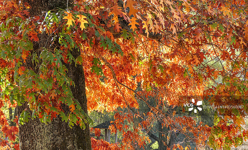 秋天的枫树特写，阿尔卑斯郡，维多利亚，澳大利亚图片素材