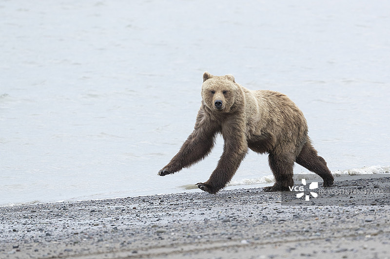 熊在逃跑图片素材