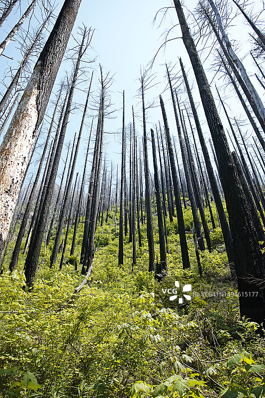 烧毁的森林荒野图片素材
