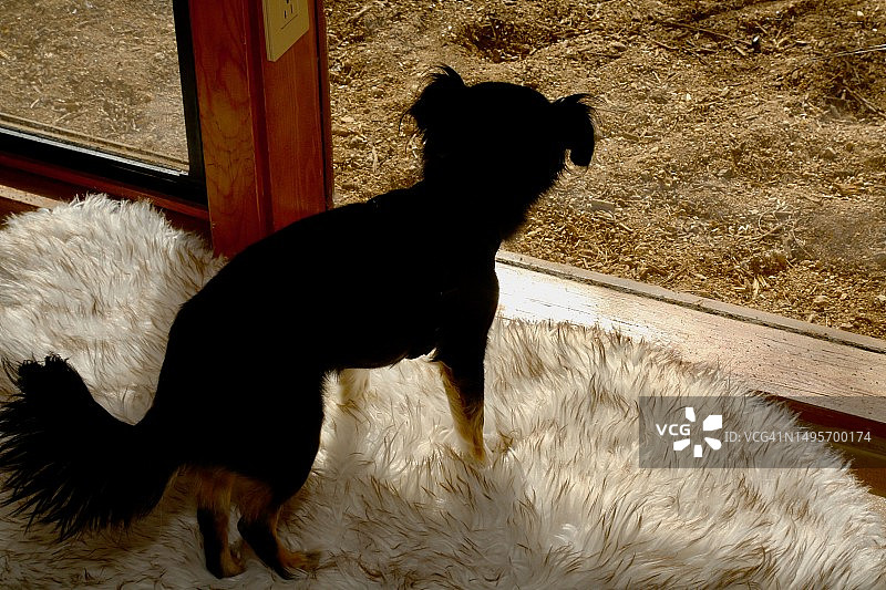 黑色和棕色相间的吉娃娃小狗望着窗外图片素材