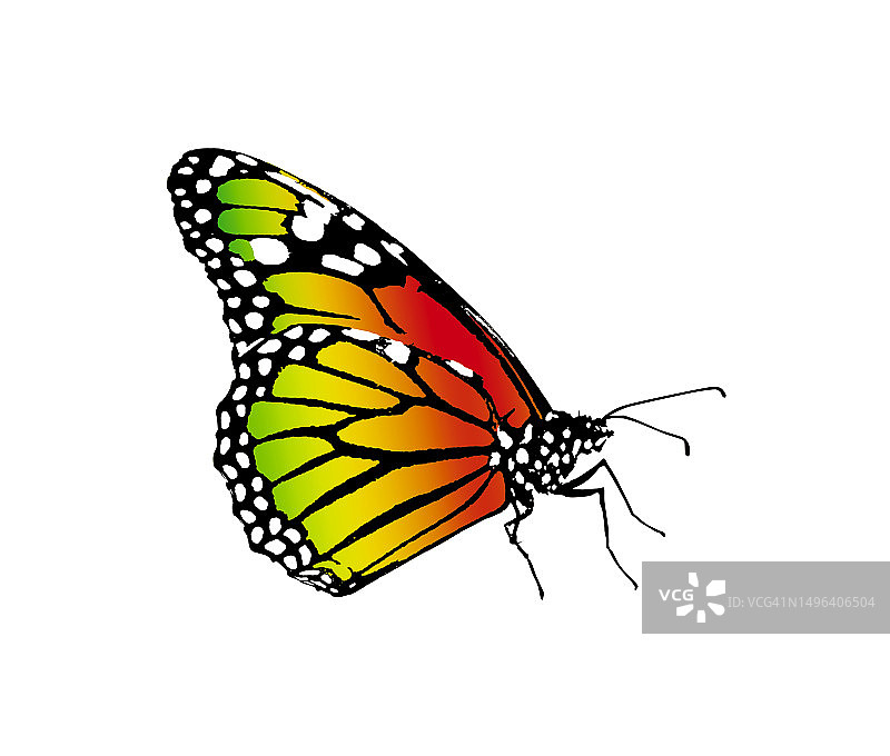 彩色蝴蝶插画图片素材