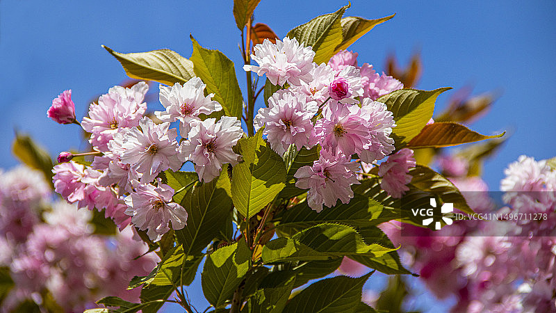 乌克兰，粉色樱花映衬天空的特写图片素材