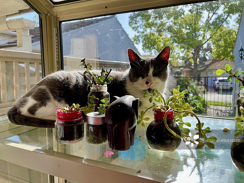 猫咪在有植物的窗台上晒日光浴图片素材