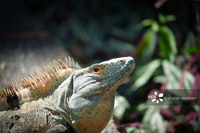 哥斯达黎加多刺尾绿鬣蜥的特写图片素材