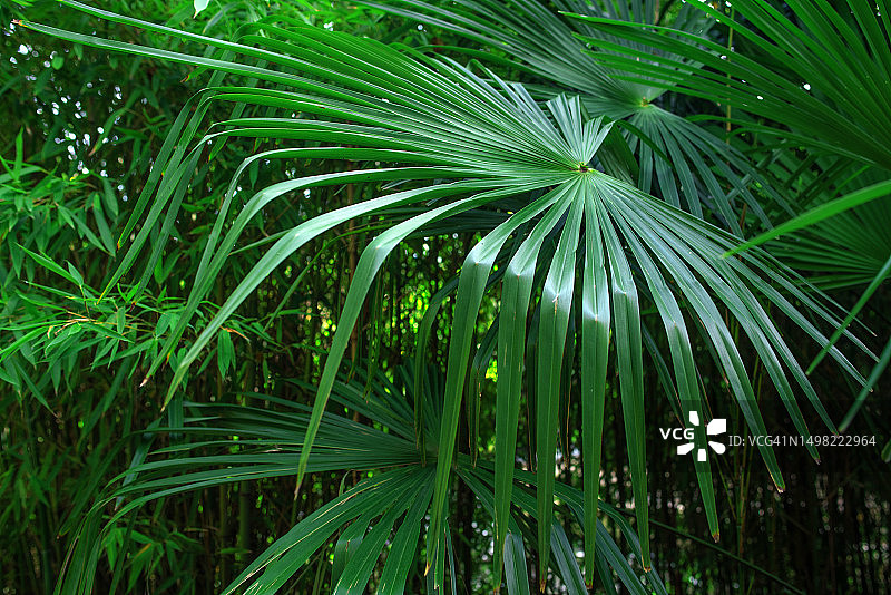 深色背景与棕榈叶。热带的背景。图片素材