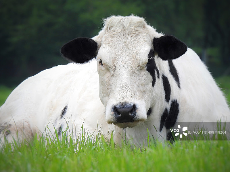 比利时弗拉姆斯韦斯特，田野上的奶牛肖像图片素材