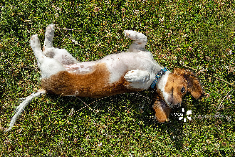 长毛迷你腊肠小狗躺在草地上图片素材