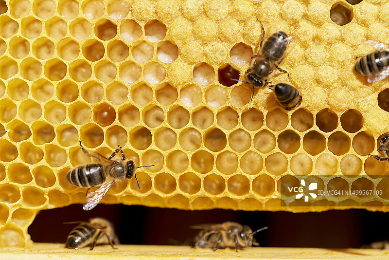 一群蜜蜂在蜂巢里以几何形状产蜜，正面没有人。图片素材