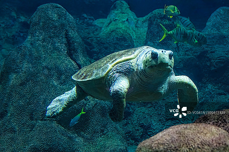 海龟在水下游泳图片素材