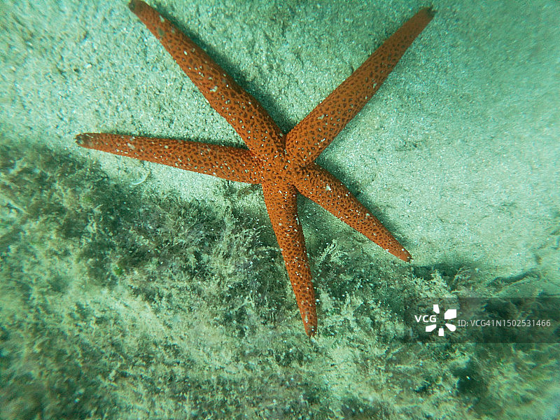 珊瑚礁上的海星的高角度照片图片素材