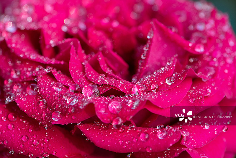 美国，湿粉红玫瑰的特写图片素材