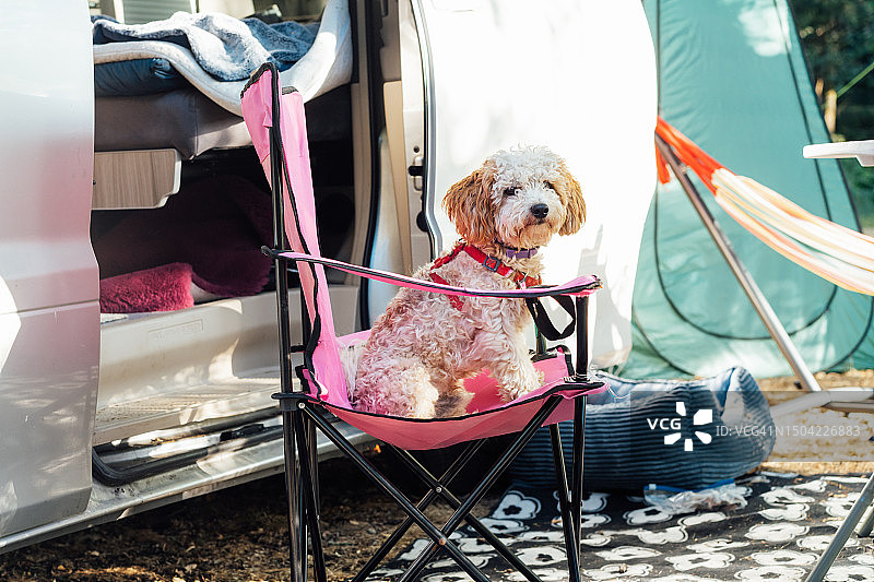 公路旅行期间，森林营地里可爱的小狗狗坐在露营车附近的旅行椅上。最好的朋友。自由的生活方式，度假。带宠物旅行。有选择性的重点。图片素材