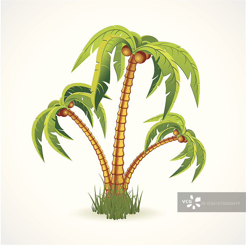 插图的棕榈树宽椰子。图片素材