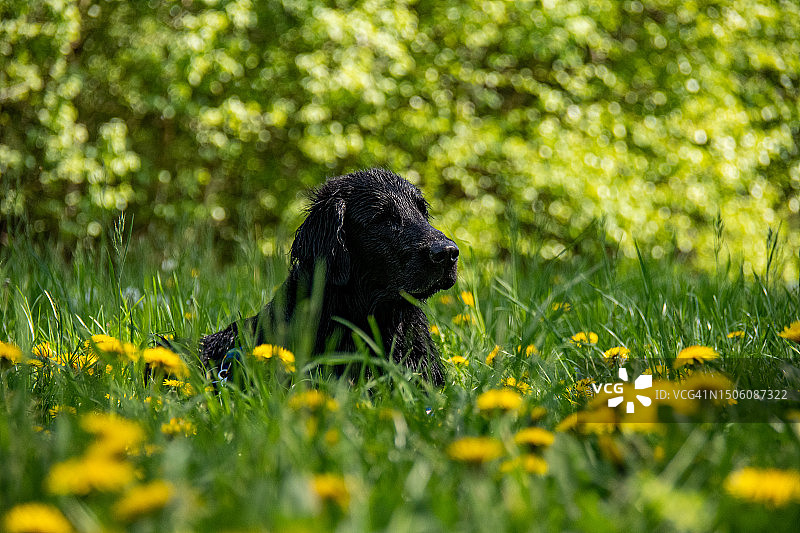 荷兰温特斯韦克草地上的寻回犬特写图片素材