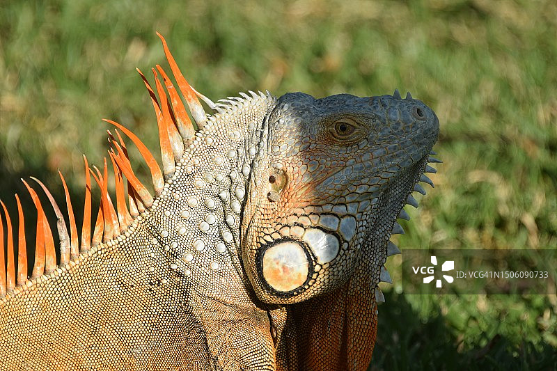 田野上的绿鬣蜥特写，萨尔瓦多图片素材