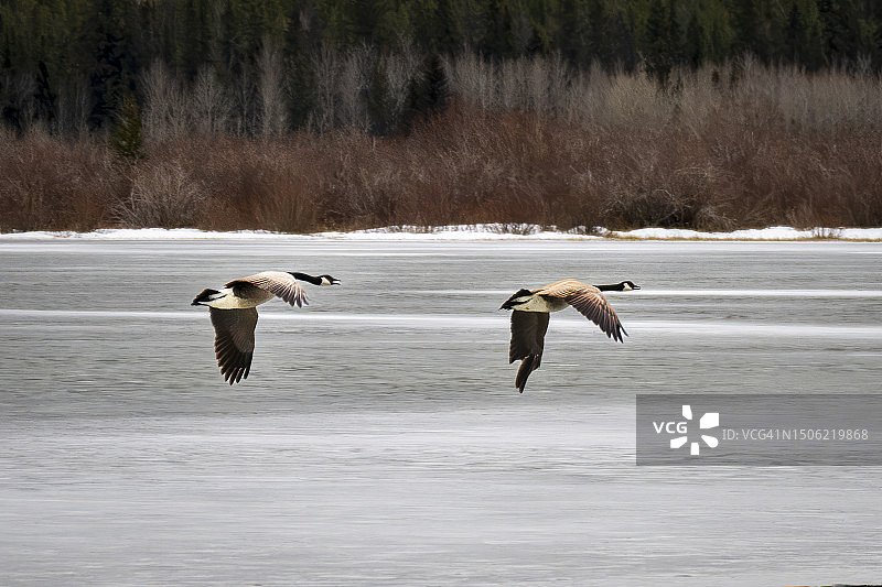 两只野鸟飞过大海，加拿大阿尔伯塔省朱米利翁图片素材