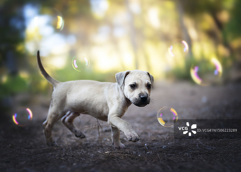 西班牙，一只可爱的纯种拉布拉多猎犬在树林里玩肥皂泡图片素材