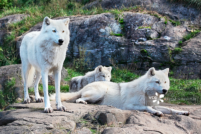 北极狼家族图片素材