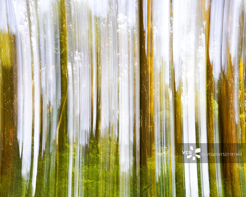 森林风景的抽象模糊运动图片素材