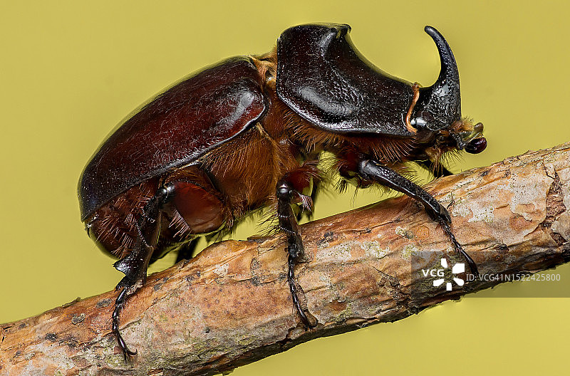 克罗地亚，木头上的昆虫特写图片素材