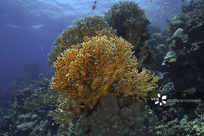 网格火珊瑚(千孔虫二歧)，网格火珊瑚，潜水地点屋珊瑚礁红树林湾，El Quesir，埃及，红海图片素材