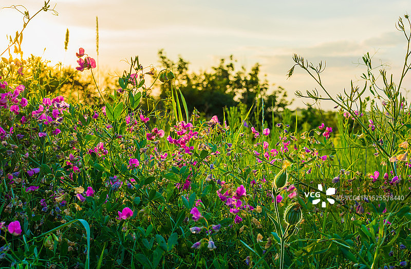 乌克兰，粉色开花植物在天空映衬下的田野特写图片素材
