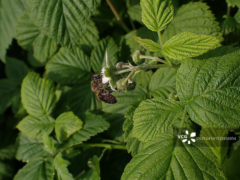 昆虫在植物上的特写图片素材