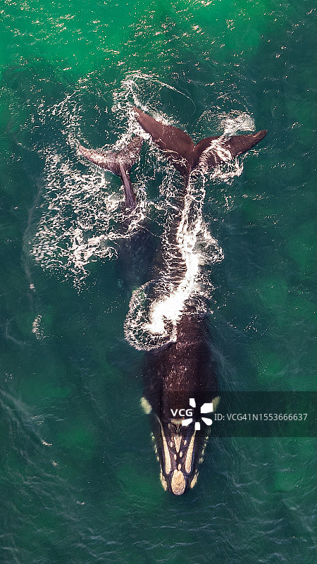 座头鲸在海中游泳的高角度照片图片素材