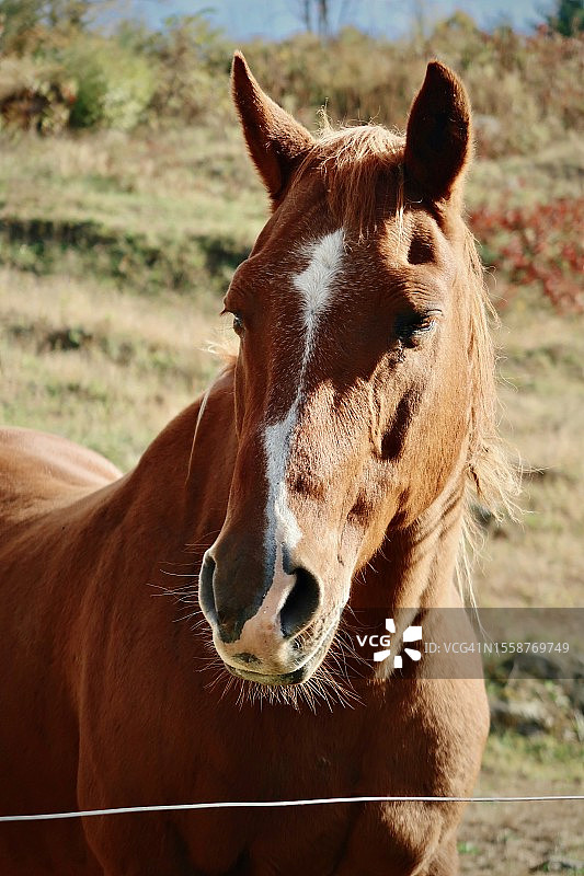 纯种阿拉伯小马站在田野上的特写肖像，克莱蒙特，新罕布什尔州，美国图片素材