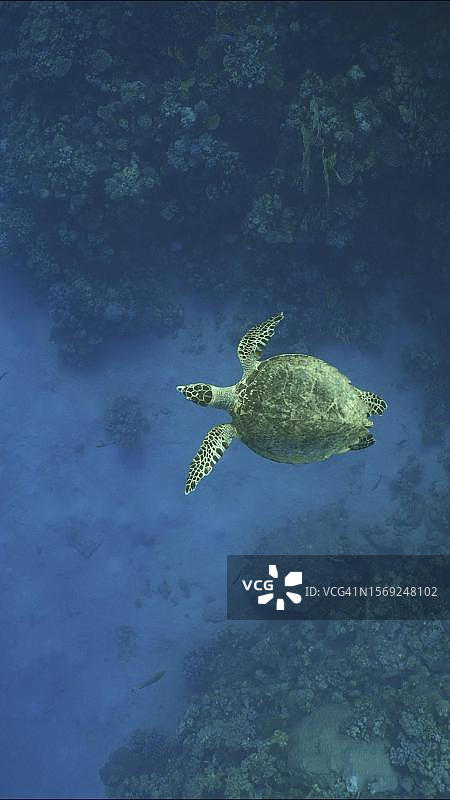 埃及红海，玳瑁海龟(Eretmochelys brbricata)或Bissa在珊瑚礁上游泳，周围游动着五颜六色的热带鱼图片素材