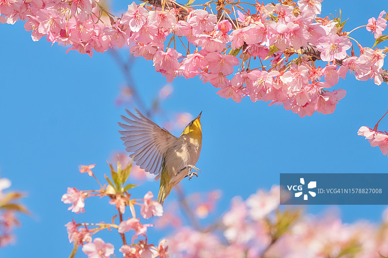 日本神奈川县三浦市，蜂鸟在蓝天下飞过樱花图片素材